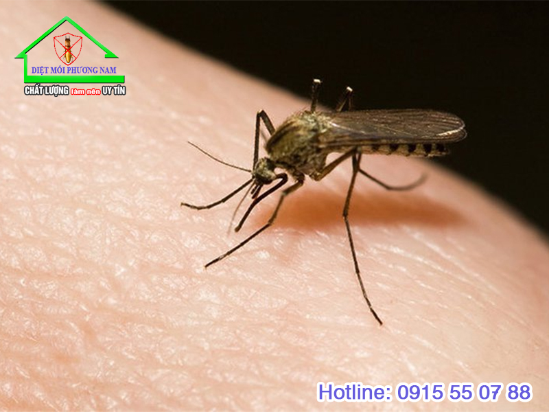 Muỗi có tác hại như thế nào đối với con người ?